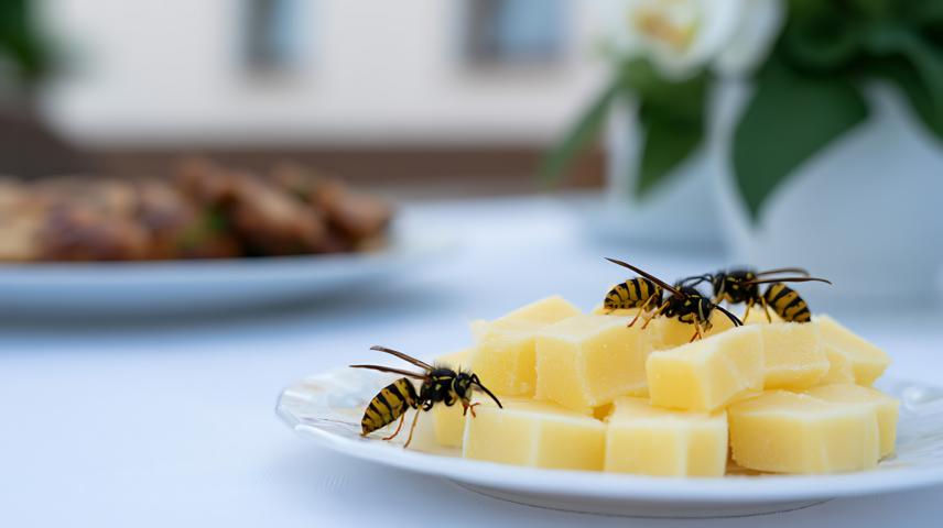 Soforthilfe bei Wespen – was kann man tun?
